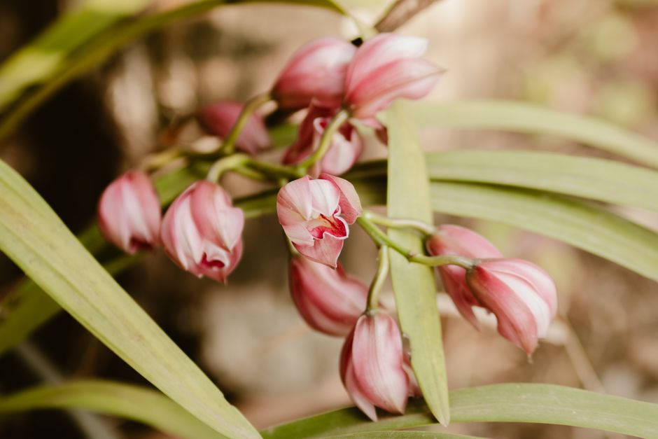 Orchidee poster siert badkamerwand met levendige kleuren. Orchidee poster siert badkamerwand met levendige kleuren.