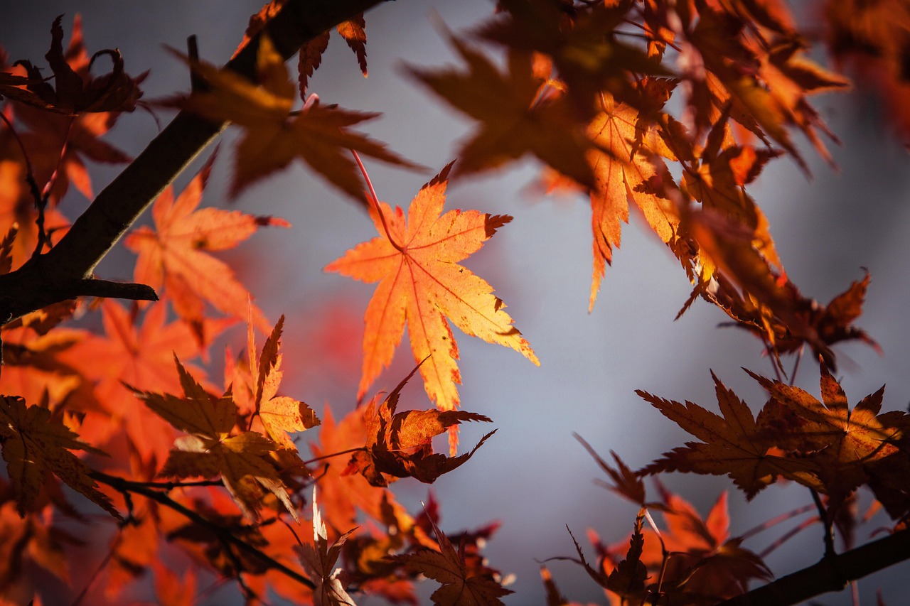 Stijlvolle herfstgordijnen besparen energie.