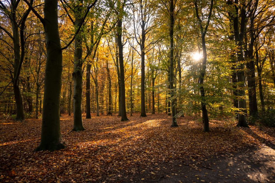 Energiezuinige herfstrolgordijnen voor woonkamer.