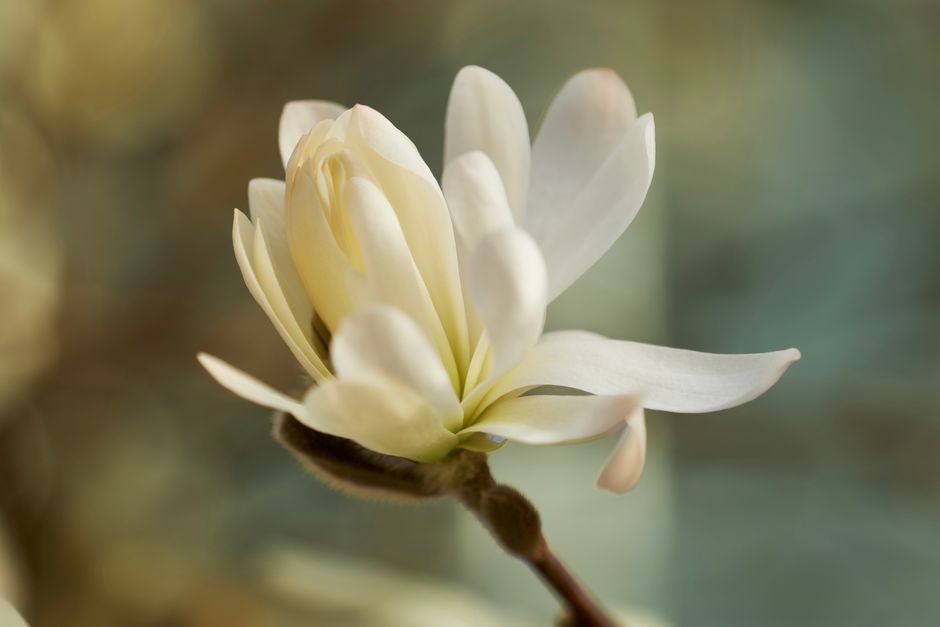 Decoratieve kussens naast magnolia behang. Decoratieve kussens naast magnolia behang.