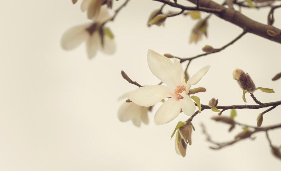 Magnolia behang met warme herfstkleuren. Magnolia behang met warme herfstkleuren.